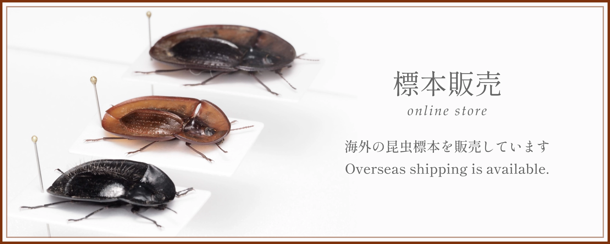 標本販売ページ。海外の昆虫標本を販売しています。Overseas shipping is available.
