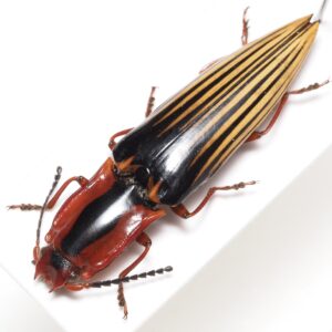 コメツキムシ