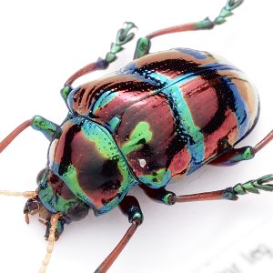 ハムシ