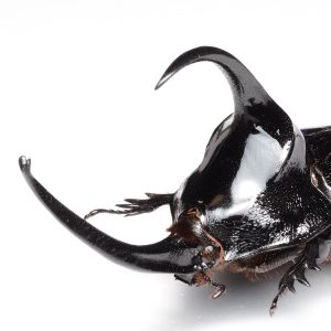 カブトムシ
