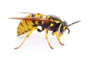 Polycestinae | test gakumei 20260712-123110 | Turkey