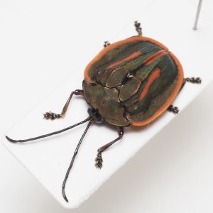 Elateridae | Canada