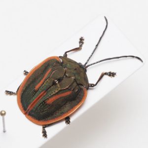 Elateridae | Canada