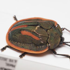 Elateridae | Canada
