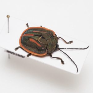 Elateridae | Canada