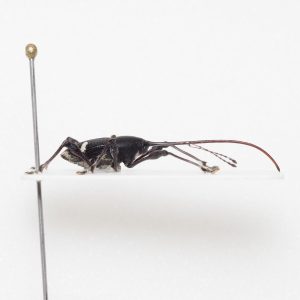 Elateridae | Canada