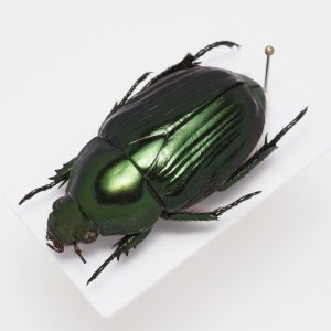 Elateridae | Canada
