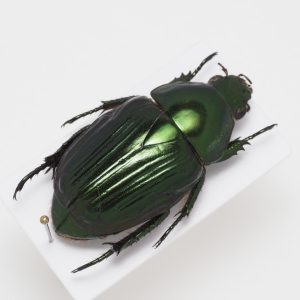 Elateridae | Canada