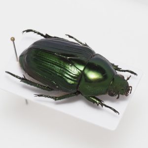 Elateridae | Canada