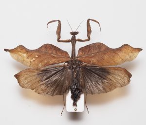 Elateridae | Canada