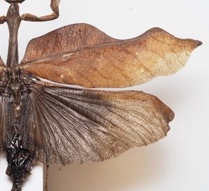 Elateridae | Canada