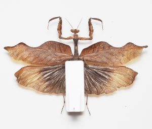 Elateridae | Canada