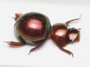 Elateridae | Canada