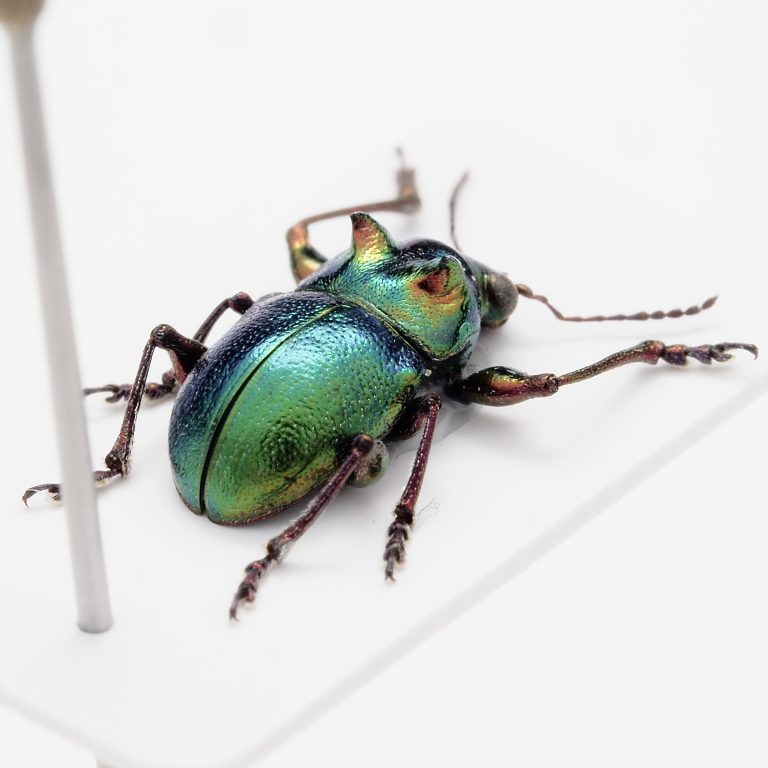 Chrysomelidae Group | Fiji