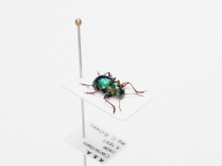 Chrysomelidae Group | Fiji