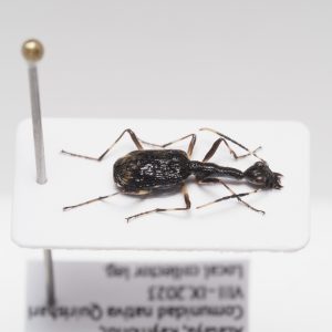 Elateridae | Canada