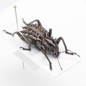 Tests | アルゼンチン