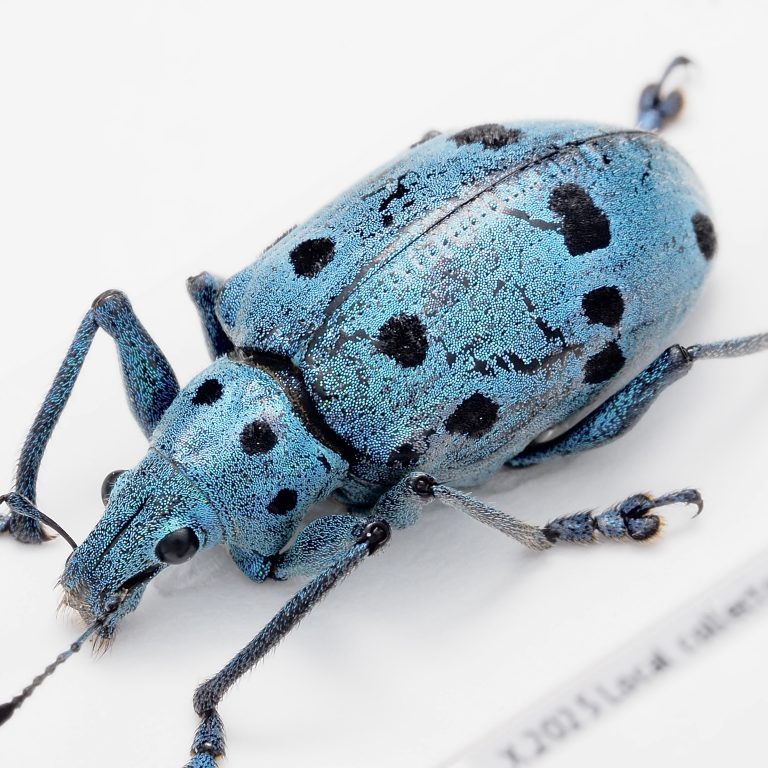 Chrysomelidae Group | Canada