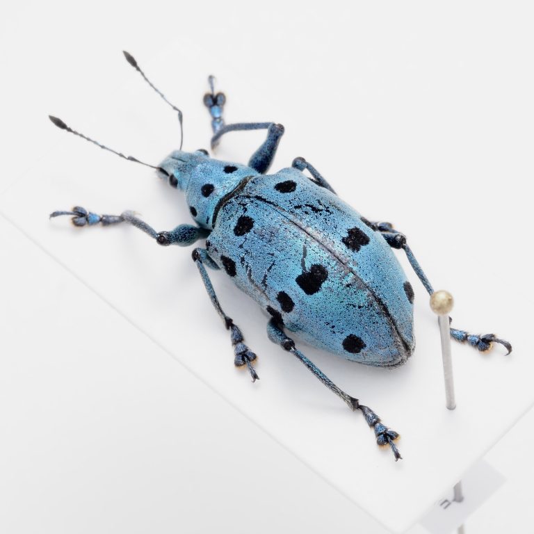 Chrysomelidae Group | Canada
