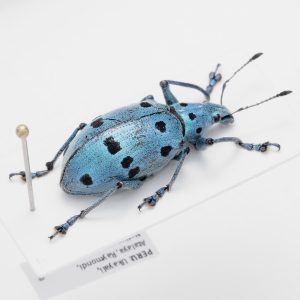Chrysomelidae Group | Canada