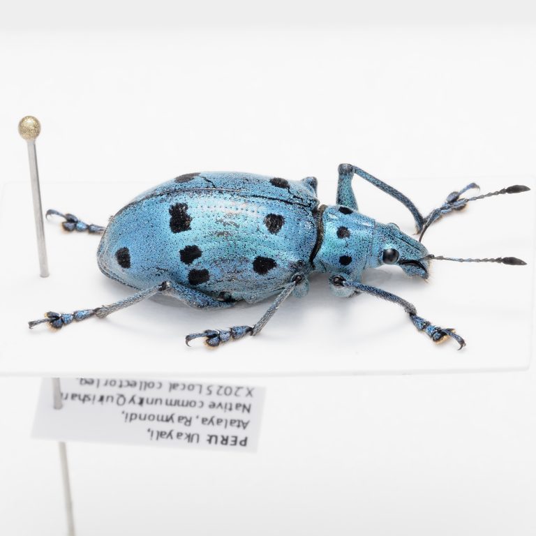 Chrysomelidae Group | Canada