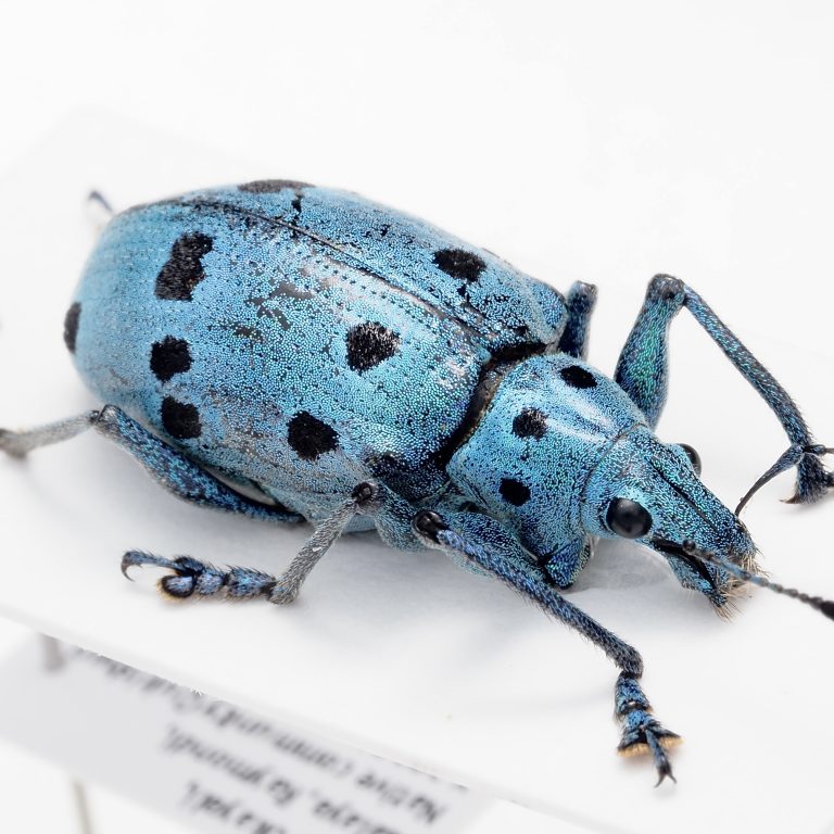 Chrysomelidae Group | Canada