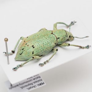 Polycestinae | Slovenia