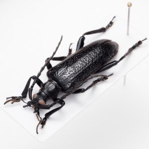 Chrysomelidae Group | Canada