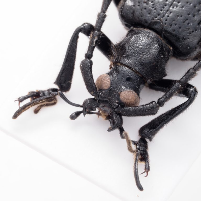 Chrysomelidae Group | Canada
