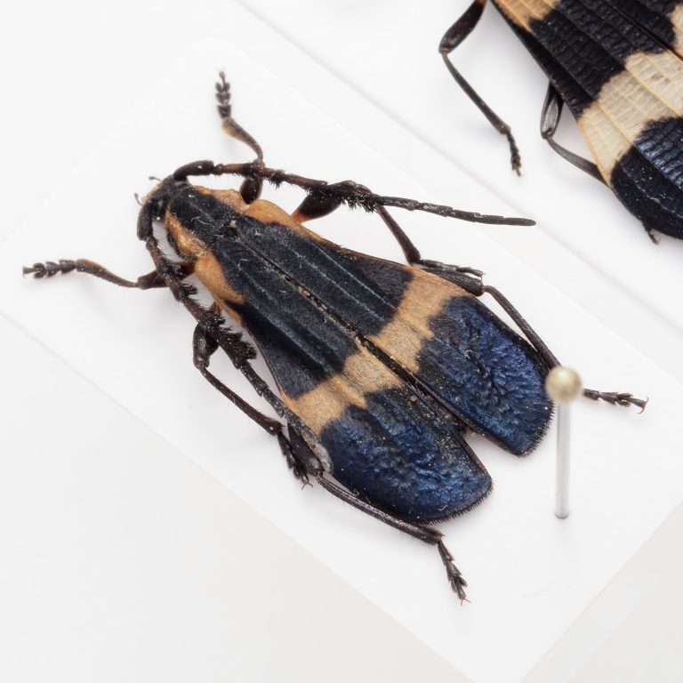Chrysomelidae Group | Canada