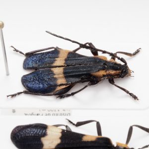 Chrysomelidae Group | Canada