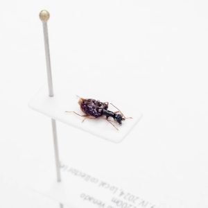 Chrysomelidae Group | Canada