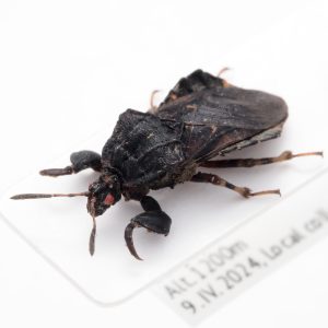 Chrysomelidae Group | Canada