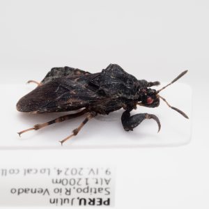 Chrysomelidae Group | Canada
