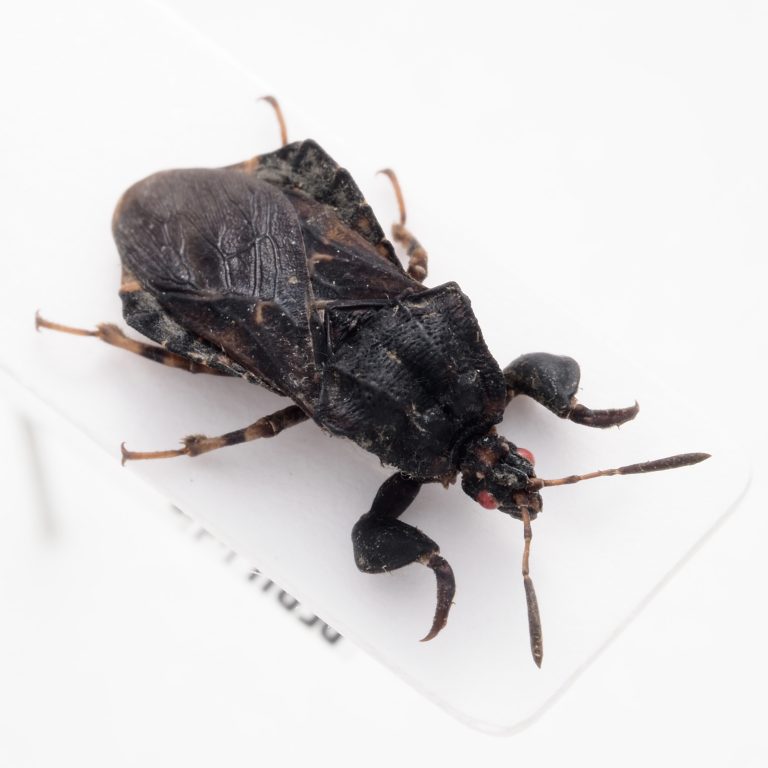 Chrysomelidae Group | Canada