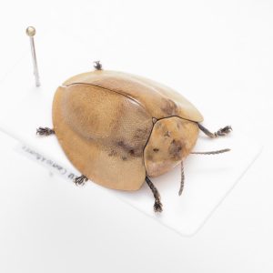 Chrysomelidae Group | Canada