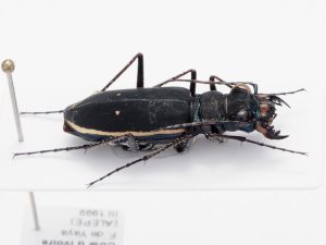 Chrysomelidae Group | Canada