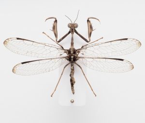 Chrysomelidae Group | North America