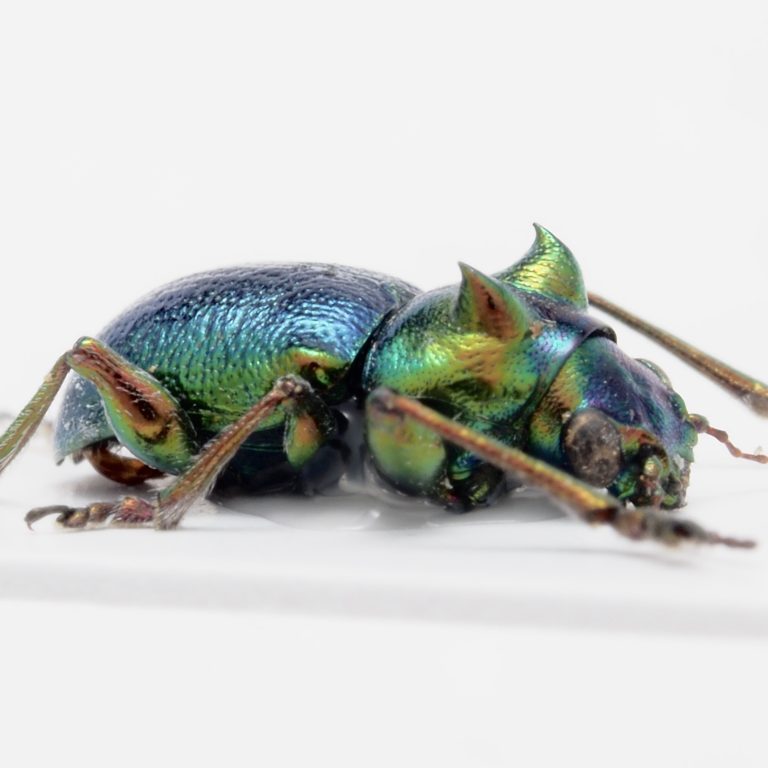 Chrysomelidae Group | Fiji