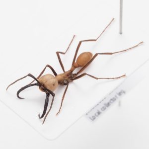Formicidae | Kazakhstan