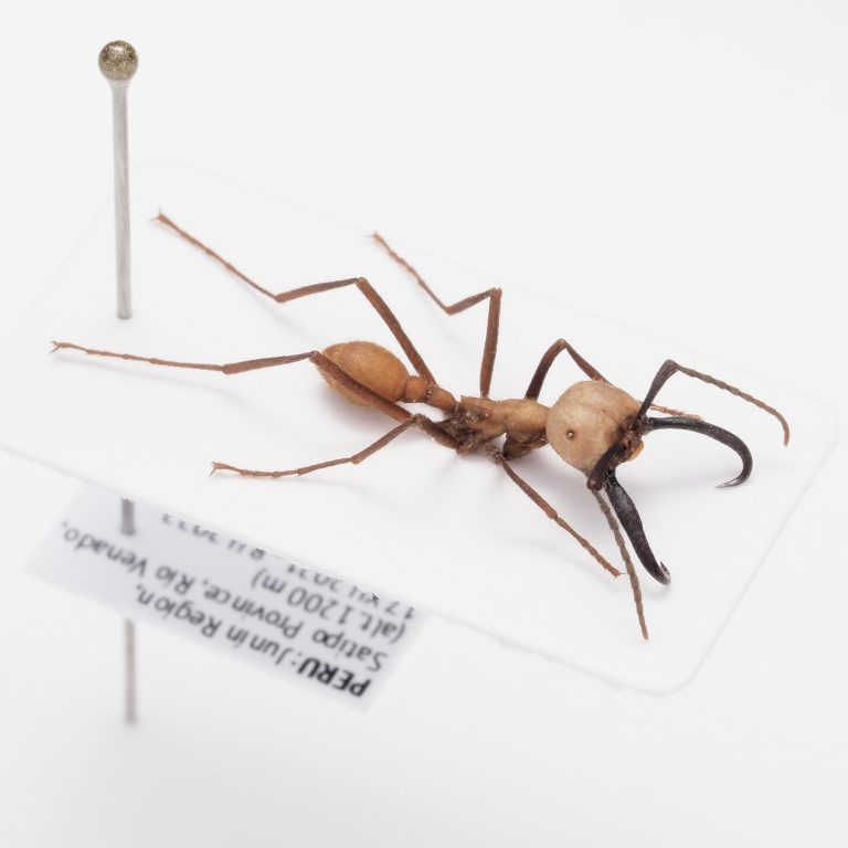 Formicidae | Kazakhstan