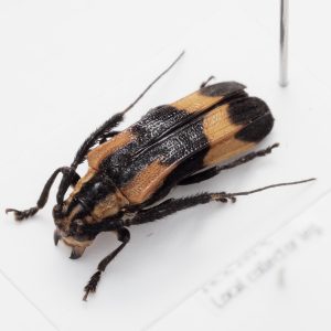 Chrysomelidae Group | Canada