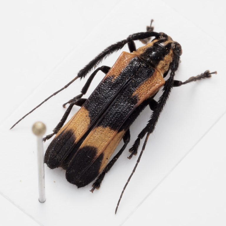 Chrysomelidae Group | Canada
