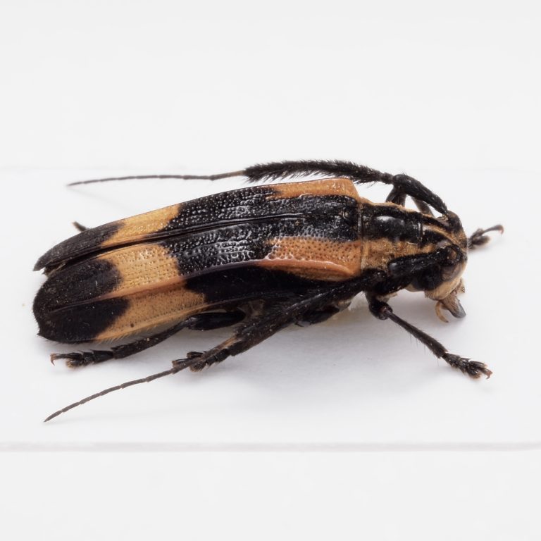 Chrysomelidae Group | Canada