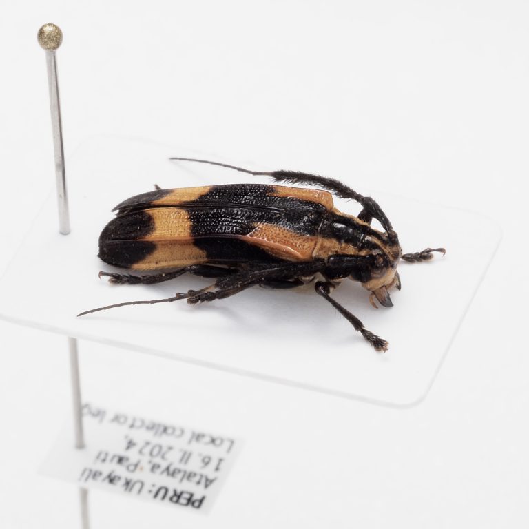 Chrysomelidae Group | Canada
