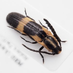 Chrysomelidae Group | Canada