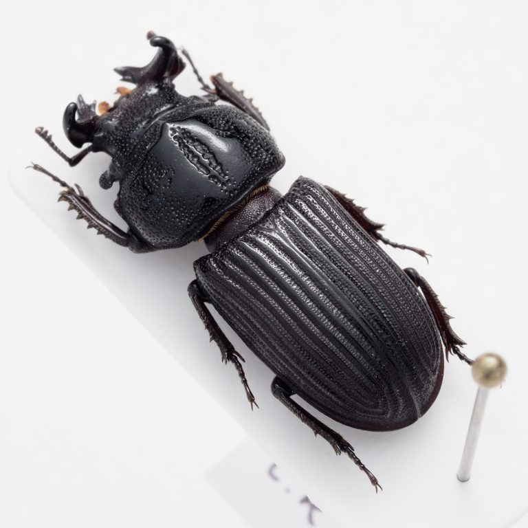 Tenebrionidae | Côte d’Ivoire