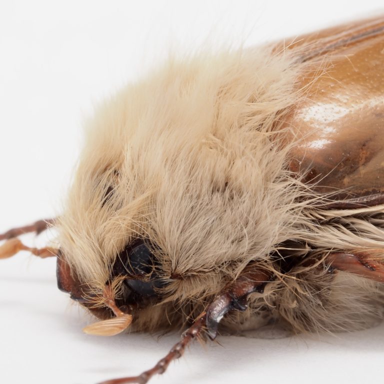 carabidae child | Europe