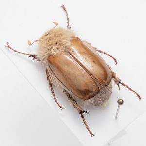 carabidae child | Europe