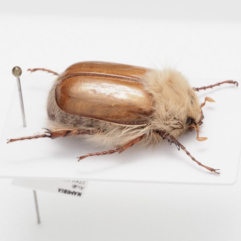 carabidae child | Europe